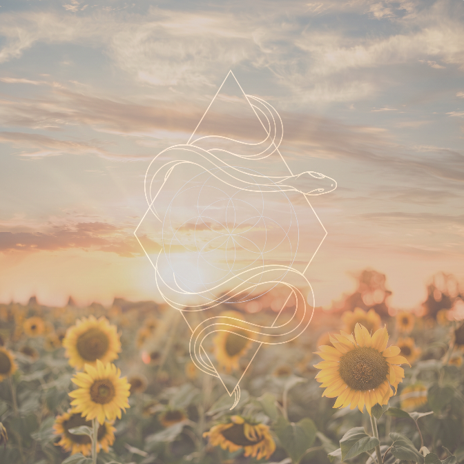 Sunflower field at sunset with white sacred geometry