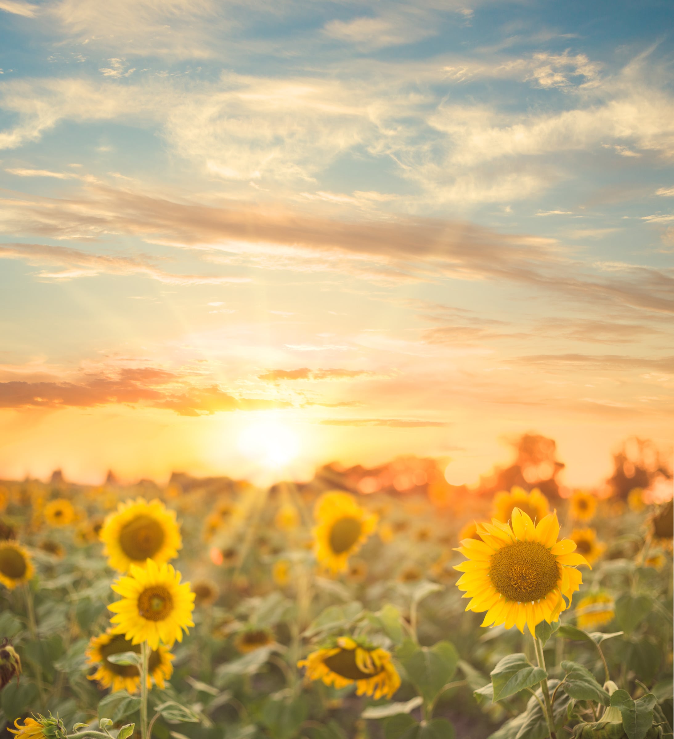 Sunrise over a field of sunflowers